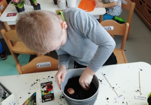 Sadzenie cebulek przez chłopca